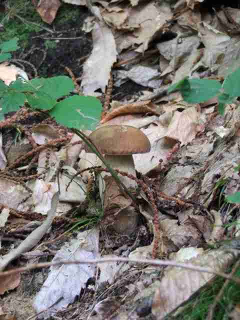  Image name: 150 Porcino.jpg 
 width: 480 pixel 
 height: 640 pixel 
 Size: 26741 bytes 
 Click to enlarge 